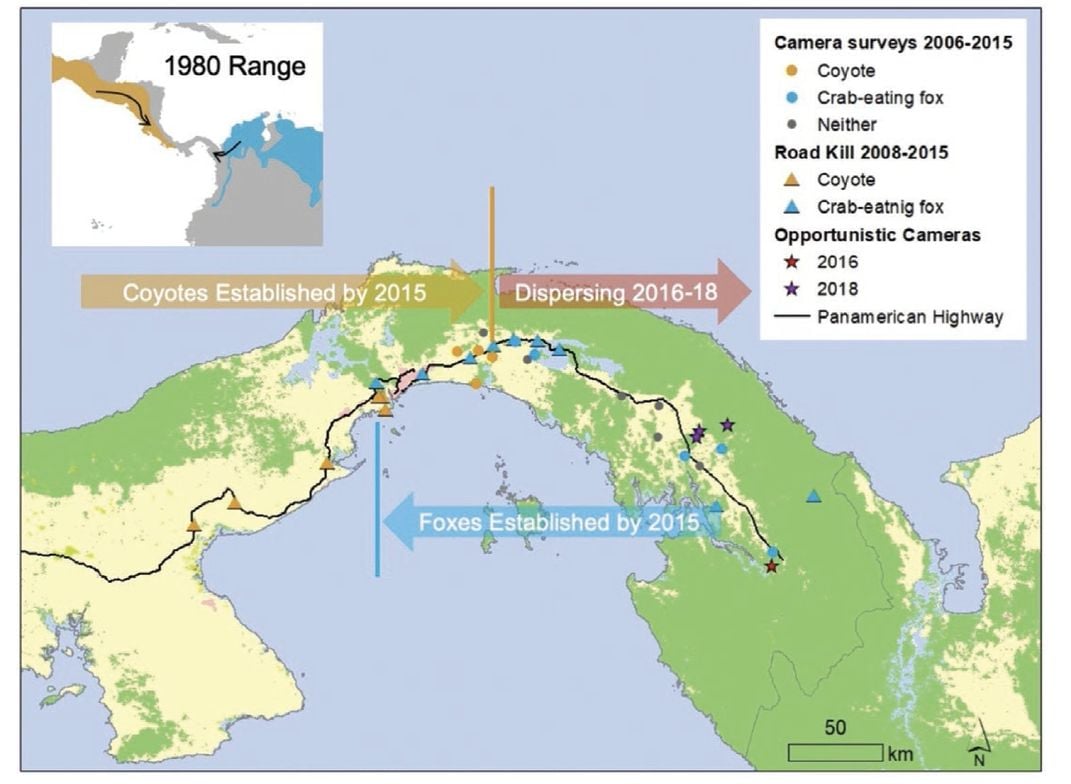 coyote crab eating fox map