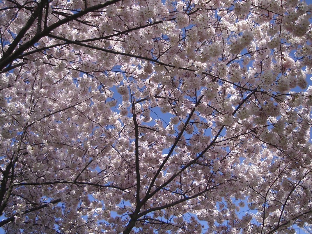 Looking up through Cherry Blossom Trees | Smithsonian Photo Contest ...