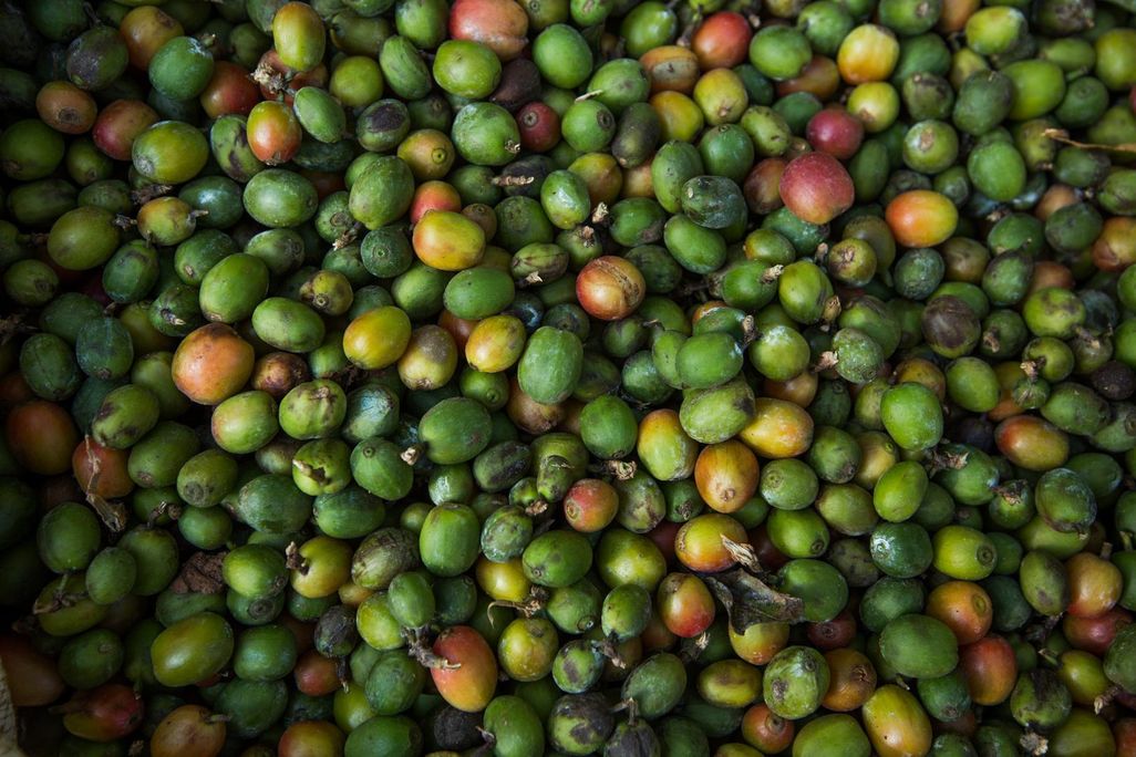 Arabica beans CREDIT Prakash Matada.jpg