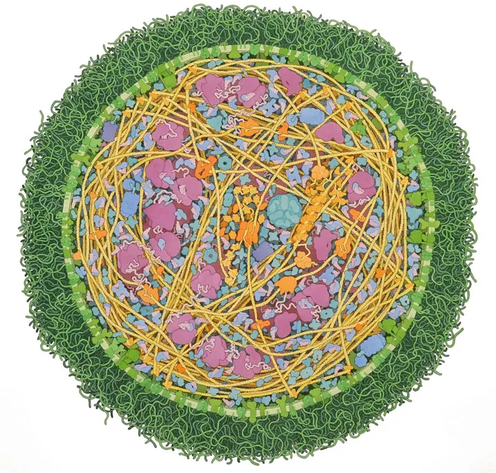 Mycoplasma mycoides, 2011