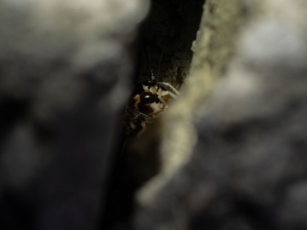 Burrowing Cricket Burrowing thumbnail