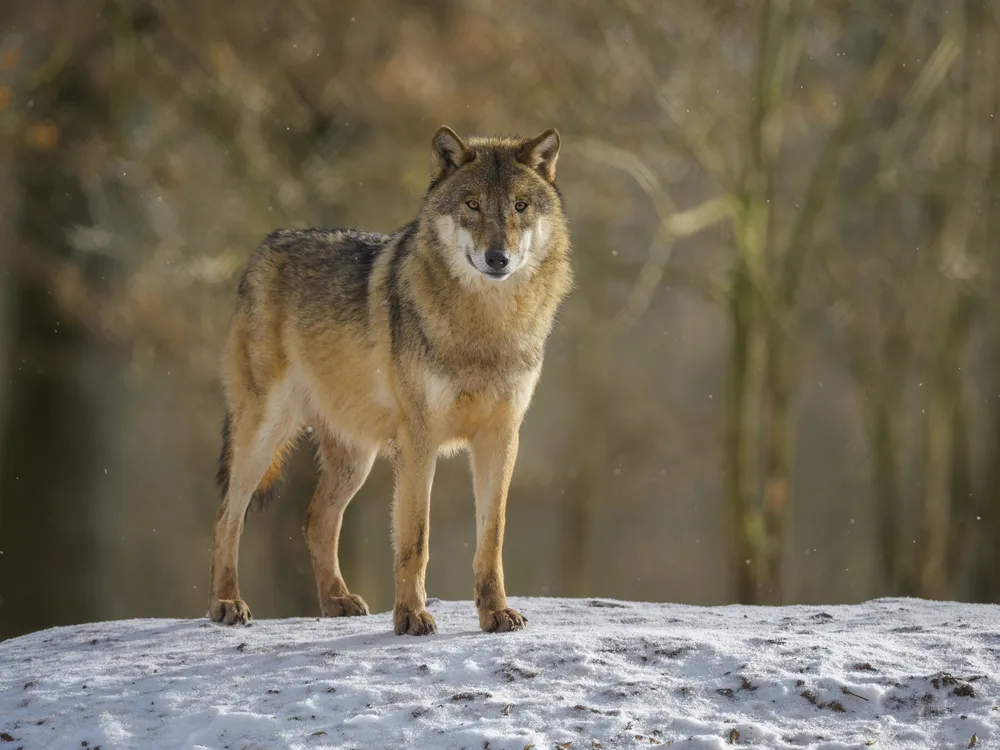 A large beige-colored gray wolf standing on a mound of snow looking at the camera