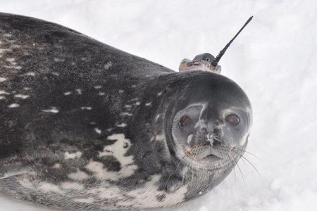 An ice-loving Weddell seal, equipped with headgear and ready to assist oceanographers.