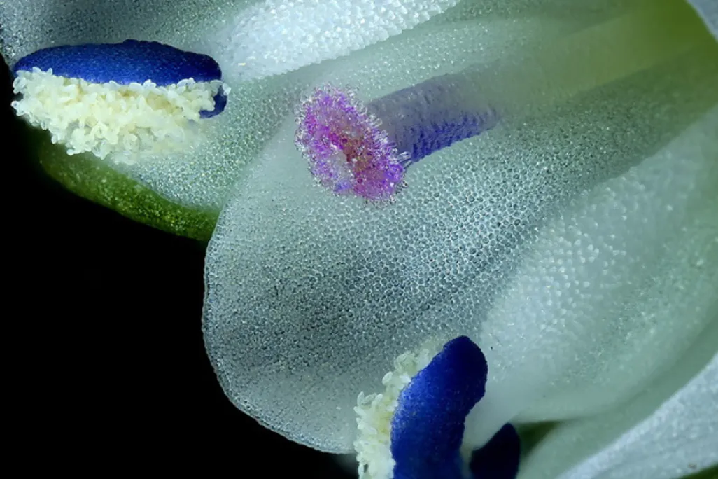 Self-pollination in a flower of thymeleaf speedwell