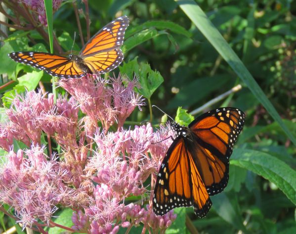 Viceroy and Monarch Butterflies   Canon sx60hs thumbnail