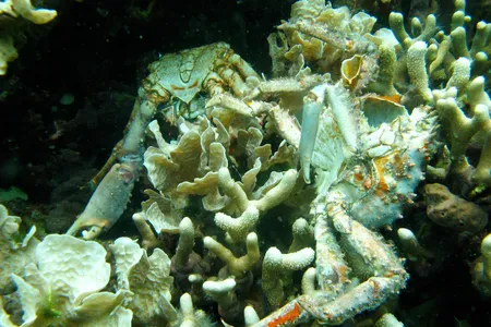Low oxygen caused the death of these corals and others in Bocas del Toro, Panama. The dead crabs pictured also succumbed to the loss of dissolved oxygen.