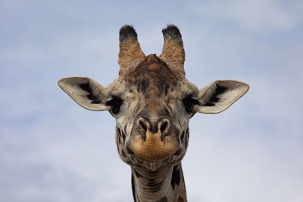 Giraffe_Arusha_Tanzania.jpg