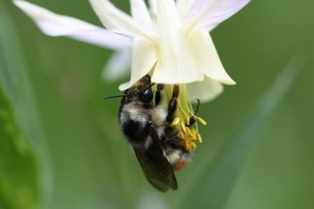 Bombus flavifrons worker visiting a columbine in Grant Teton National Park