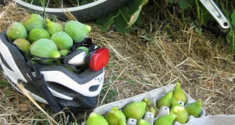 Figs are a great prize of roadside foragers