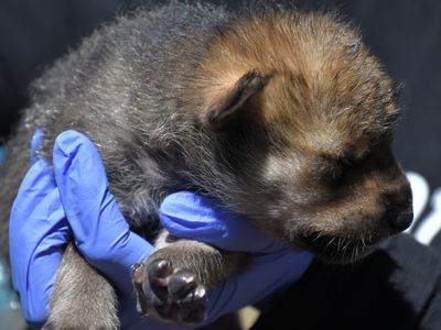 A Mexican wolf pup less than 14 days old is given a health check before being placed into a wild den in New Mexico.