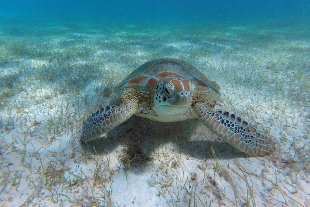 Sea turtle in the Tobago Cays. Credit: StudioPonant/Margot Sib