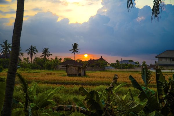 Ubud, Bali rice field sunset thumbnail