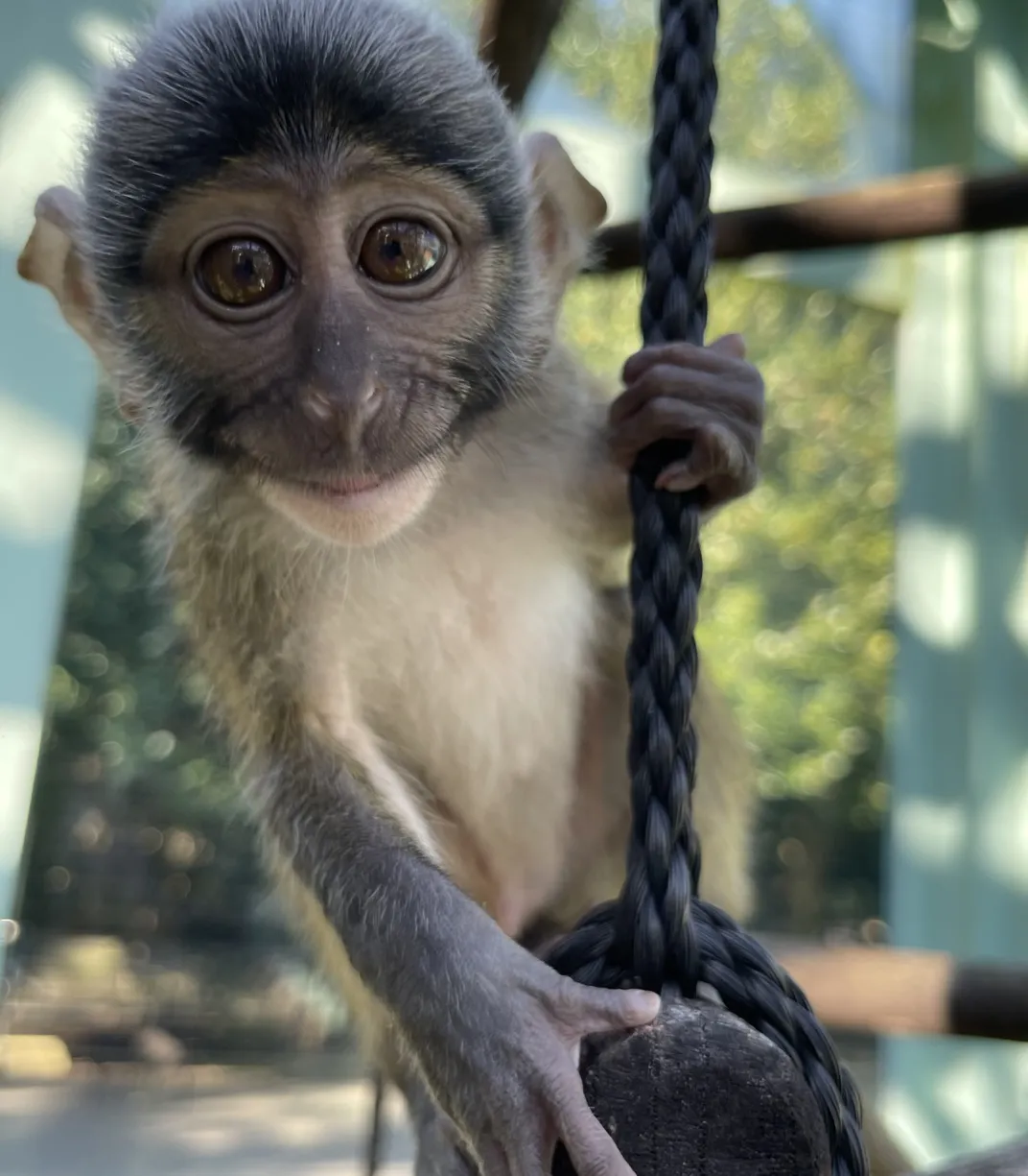 A tiny monkey holds some black nylon rope in the outdoor swamp monkey area at the Zoo.