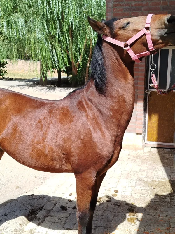 Comb my hair thumbnail