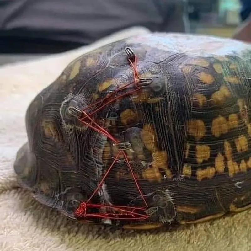 Your Old Bra Clasps Can Save Injured Turtles