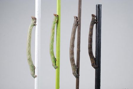 Blindfolded insect larvae opted to perch on twigs matching their body coloring about 80 percent of the time