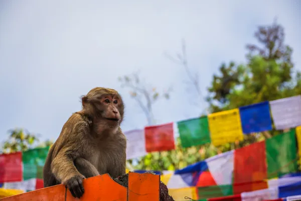 Monkey Perched on a Buddhist Temple thumbnail