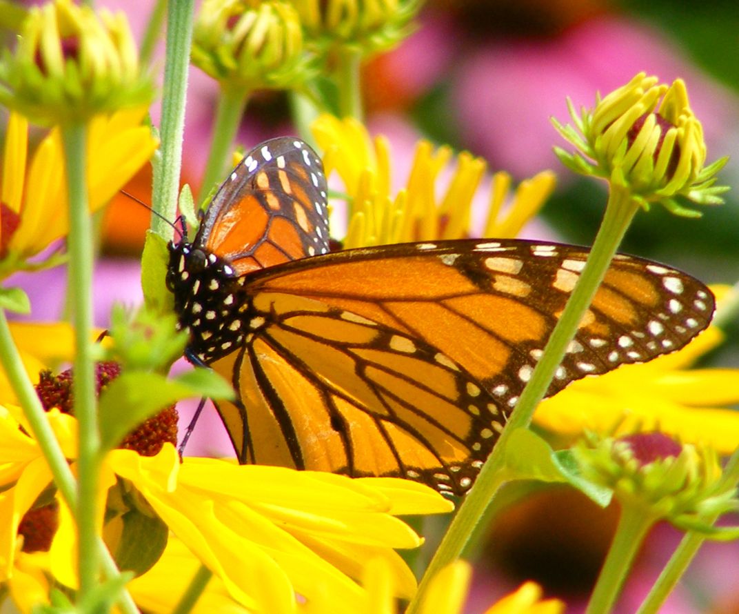 monarch-butterfly-resting-among-yellow-coneflowers-smithsonian-photo