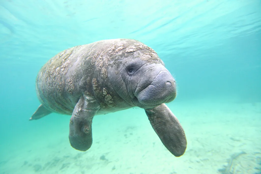 A large grey manatee submerged in blue water