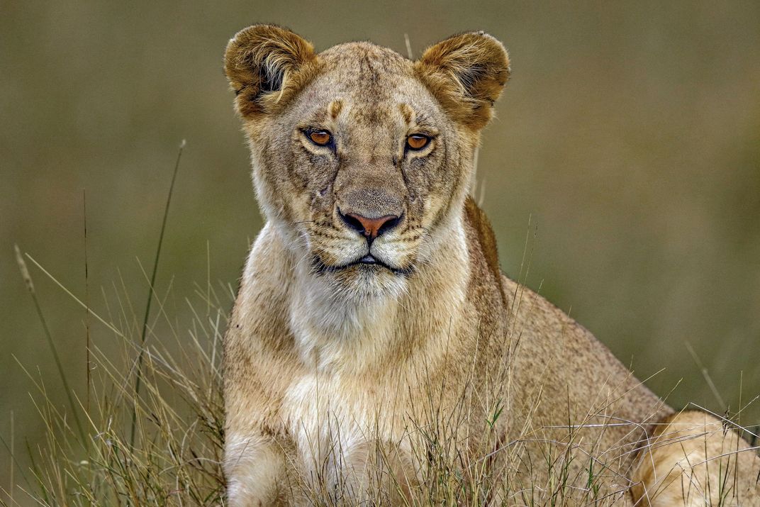 Portrait of a lioness Smithsonian Photo Contest Smithsonian Magazine