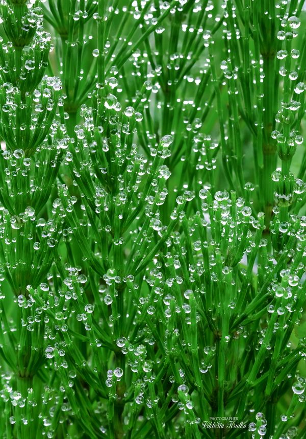 field horsetail with dew drops thumbnail