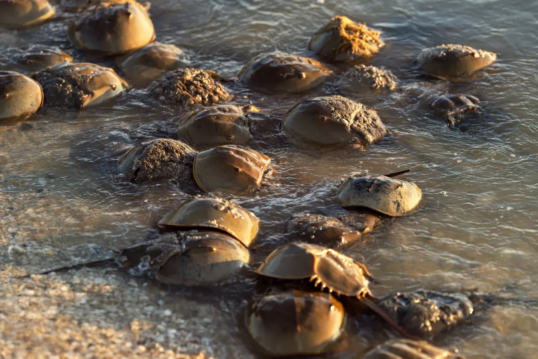 a bunch of horseshoe crabs along the waterline at the beach during spawning