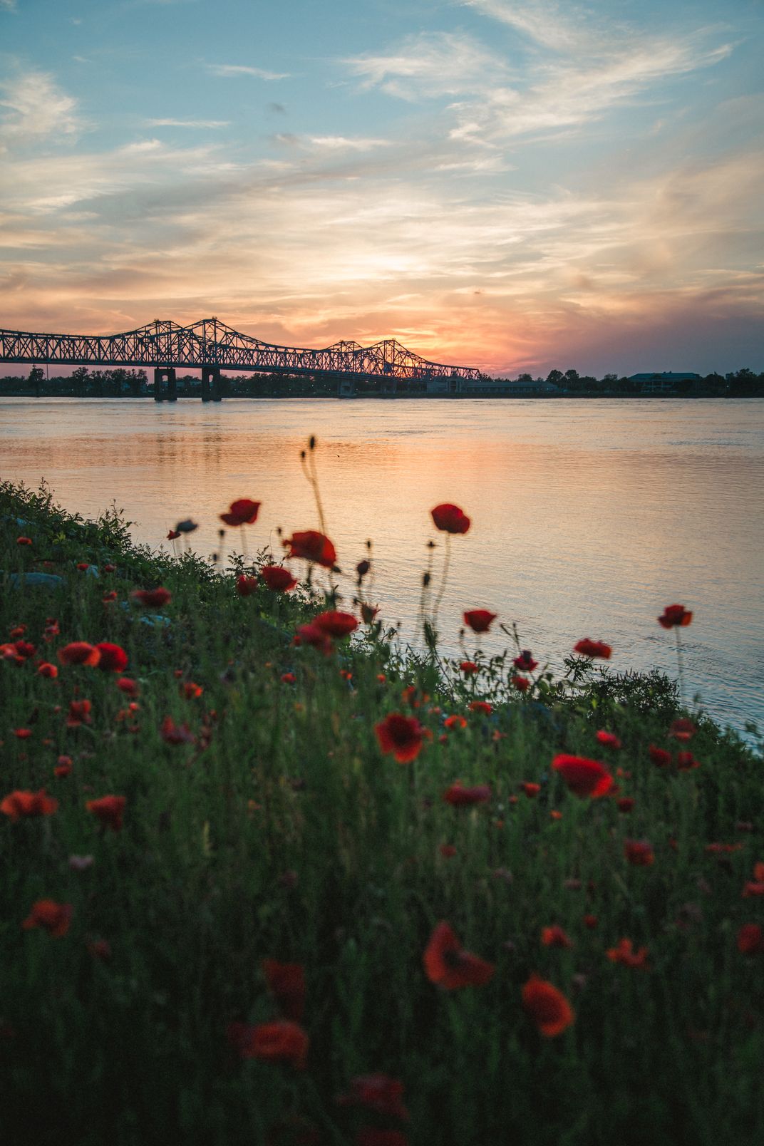 flowers next to the Mississippi with a bridge in the distance