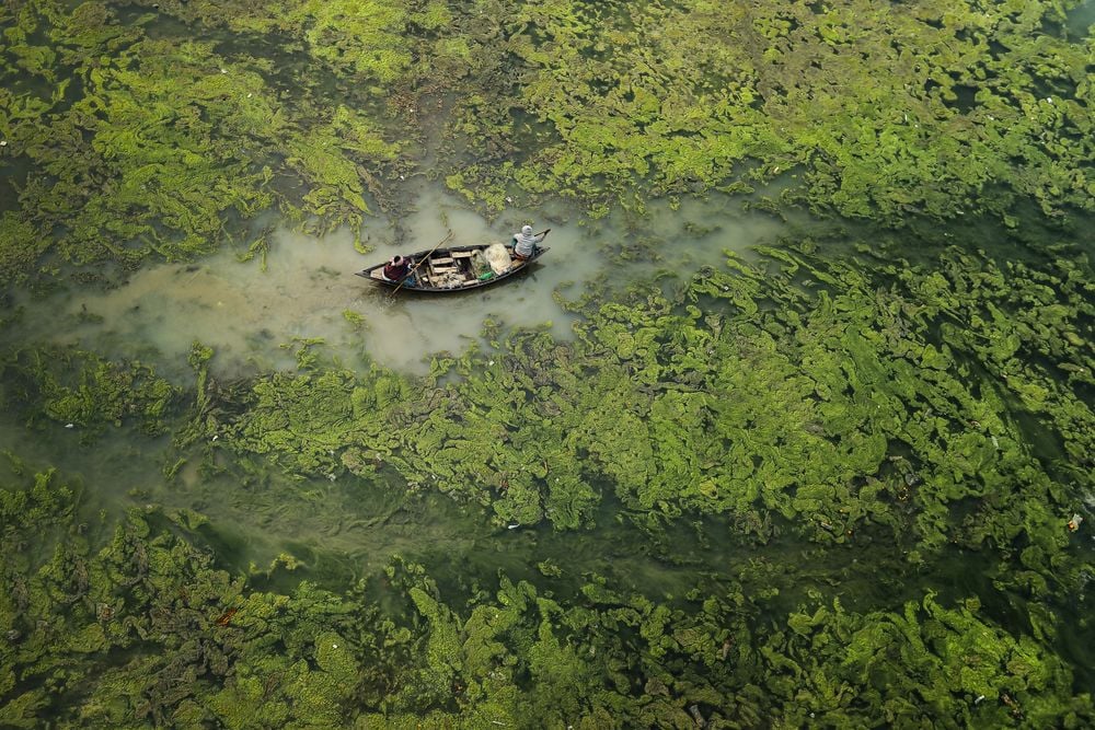Fishermen are rowing boat between the algal bloom on the Damodar river.  Algal blooms prevent light from penetrating the surface and prevent oxygen absorption by the organisms beneath, impacting human health and habitats in the area.