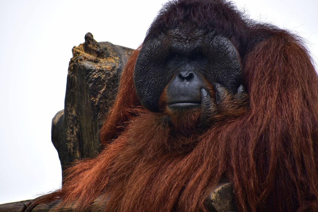  Thinking orangutan  Smithsonian Photo Contest 