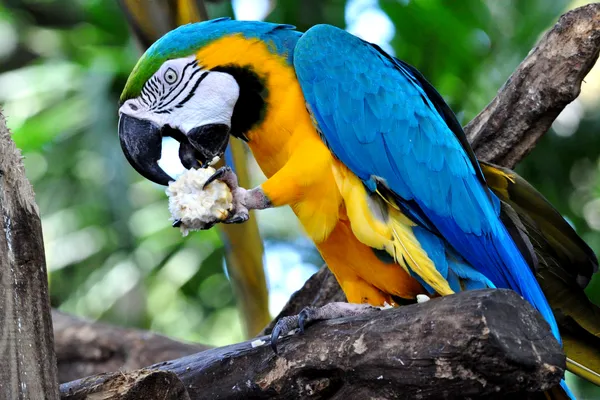 Blue-and-yellow Macaw eating a snack thumbnail