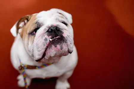 An English Bulldog was featured in the American Kennel Club's presentation of The Nation's Most Popular Breeds Of 2015 on February 22, 2016 in New York City. 