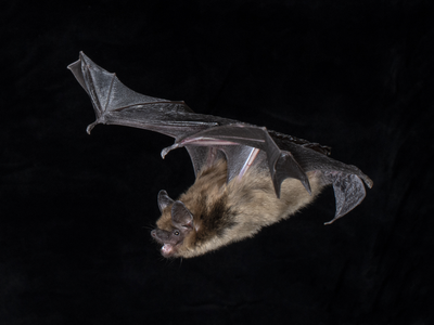 Big brown bats Eptesicus fuscus (pictured) are a Yangochiroptera species that uses complex sounds to echolocate.&nbsp;

