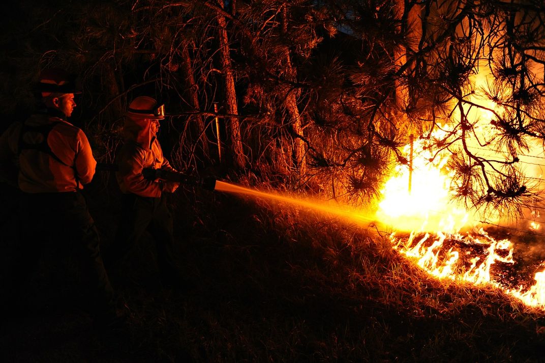 Can Cypress Trees Help Suppress Wildfires?