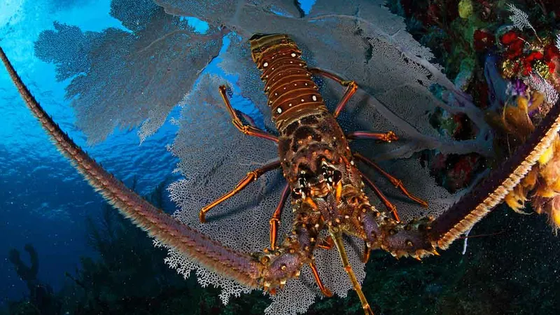 Lobster, Definition, Habitat, Diet, Species, & Facts