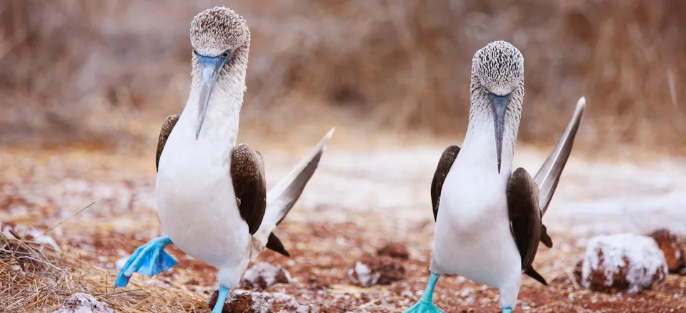  Blue-footed Boobies 