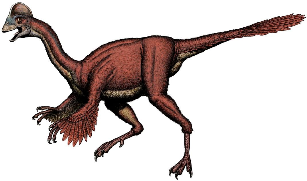 Oviraptorosaurian-pic-3 