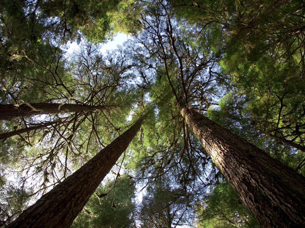 Tongass National Forest: Prince of Wales Island, Alaska