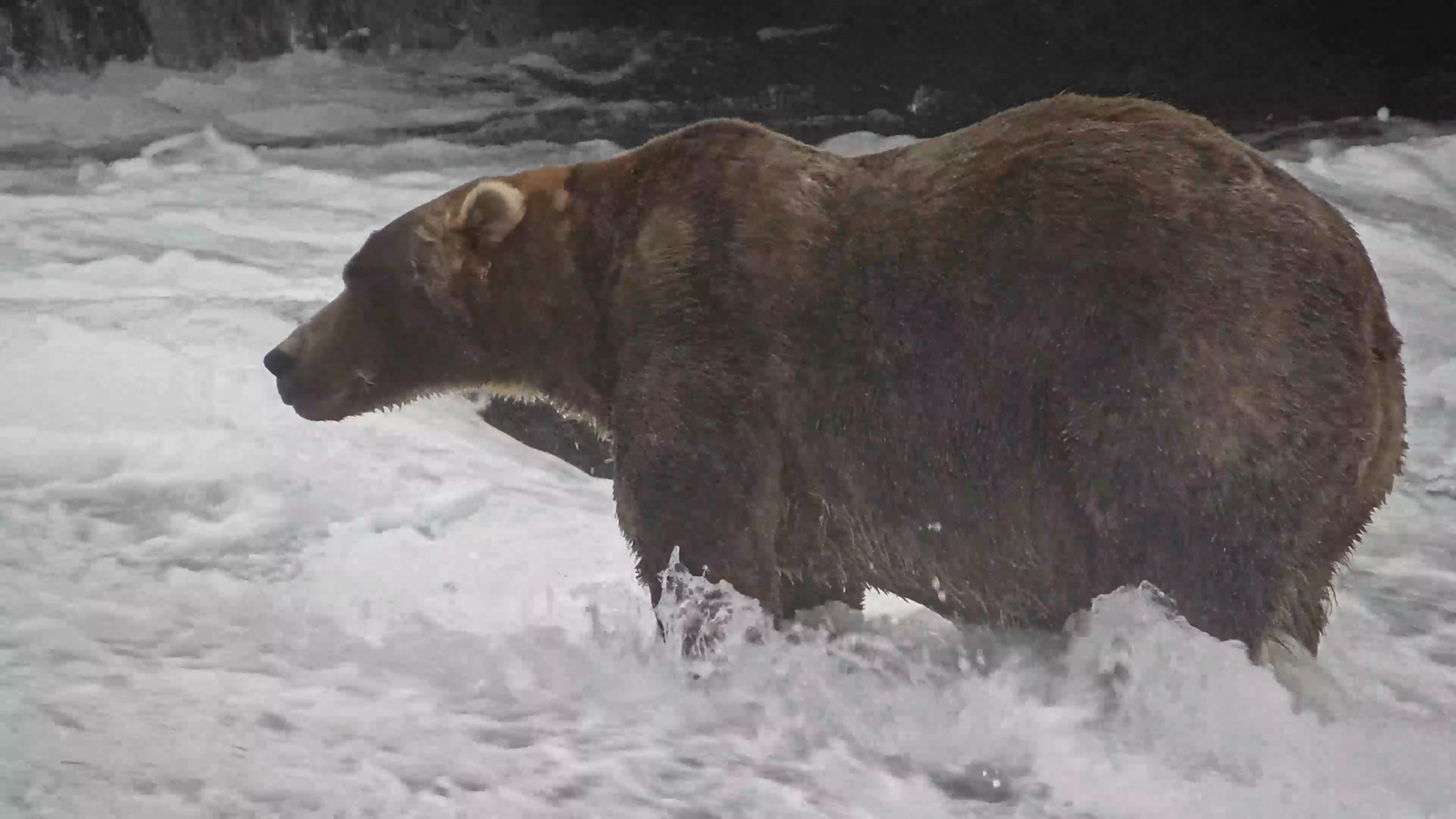 Meet This Year's Chonky Champion of Fat Bear Week: Backpack, a Laid-Back 20-Year-Old Male Who's a 'Stoic Presence on the River'
