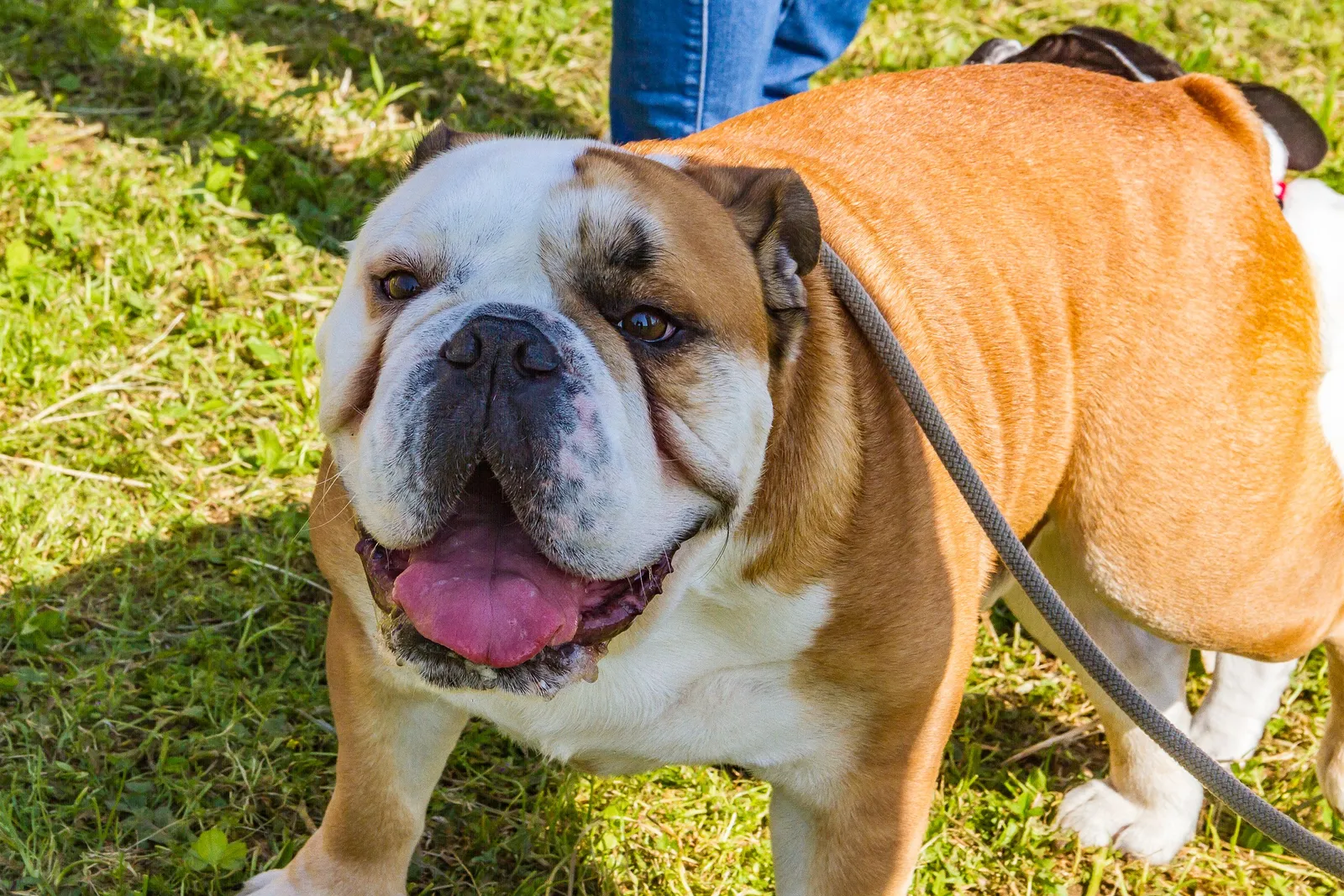 are english bulldogs good emotional