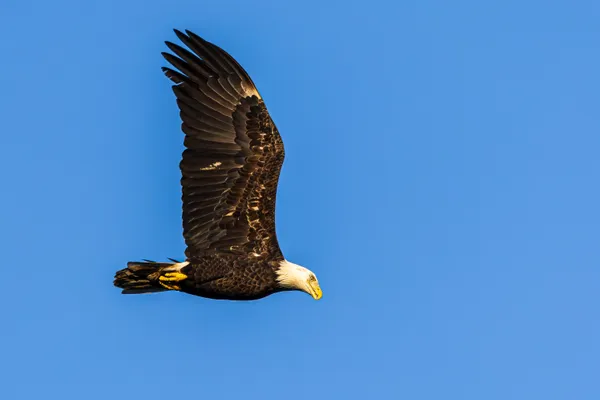 Adult Bald Eagle Flying over Conowingo Dam thumbnail