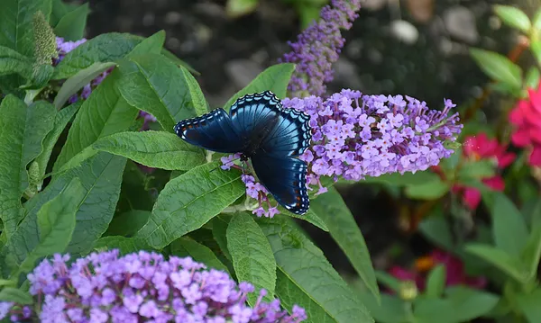 The Red-Spotted Purple Butterfly on my butterfly bush thumbnail