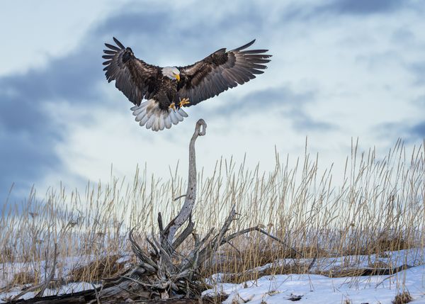 The Eagle landing. thumbnail