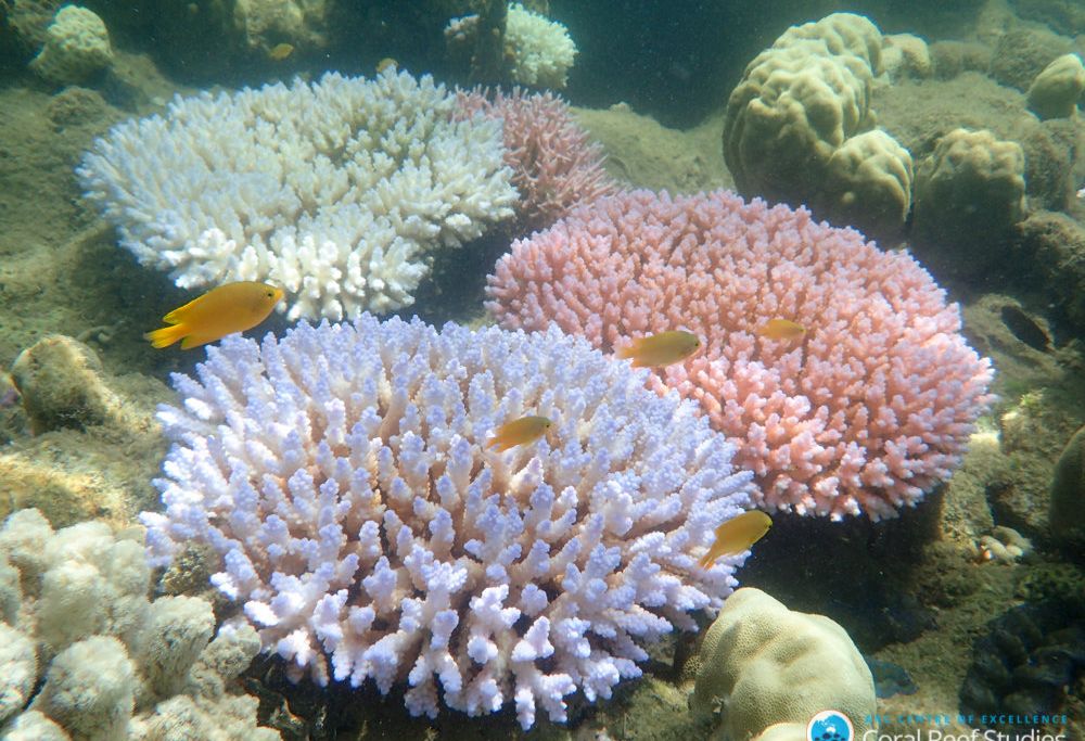 Bleached Corals
