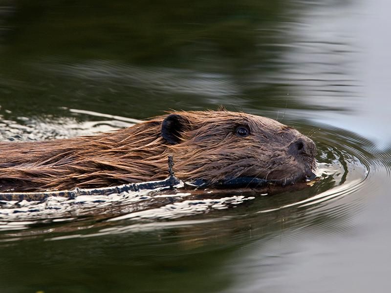 American Beaver