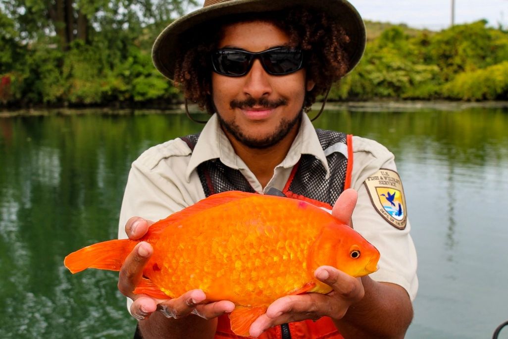 a person in a USFWS uniform holds a large goldfish with two hands in front of a river
