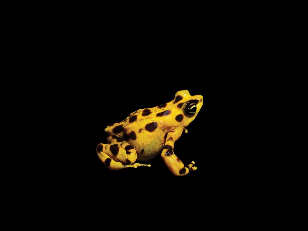 Panamanian Golden Frog