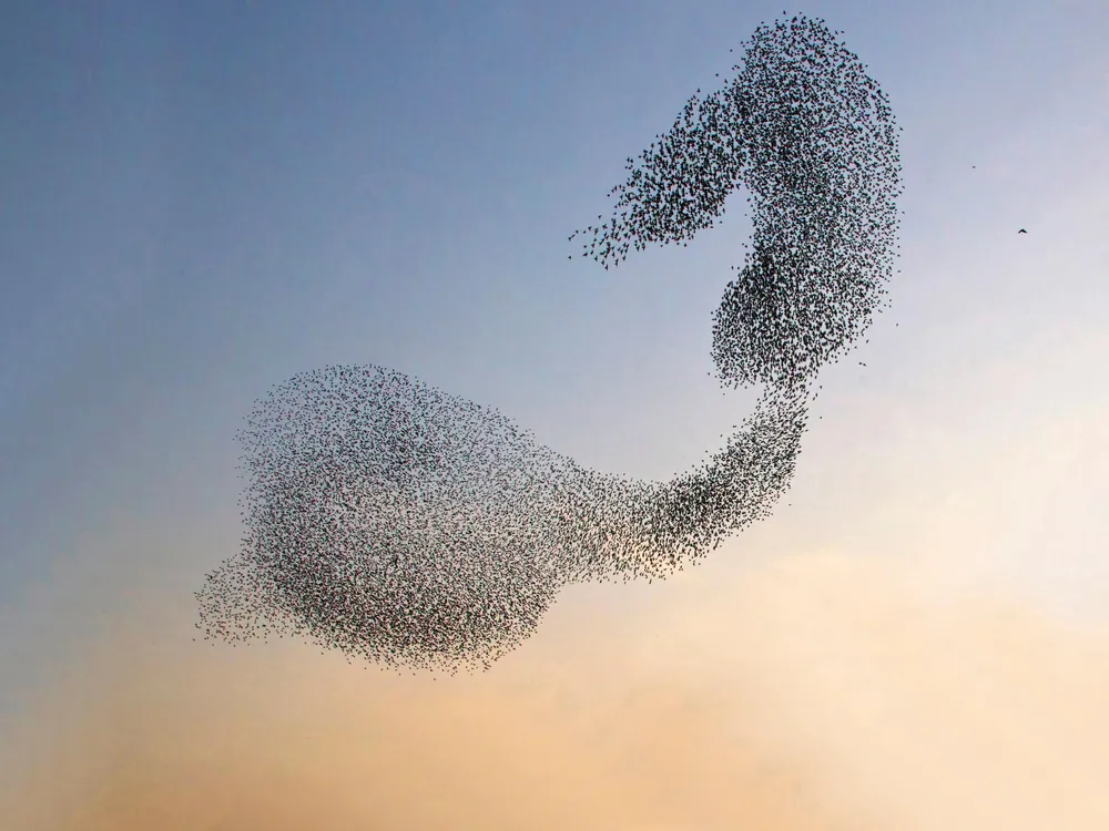 murmuration