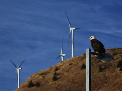 ESI acknowledged the deaths of at least 150 bald and golden eagles at 50 of its 154 wind energy facilities since 2012.