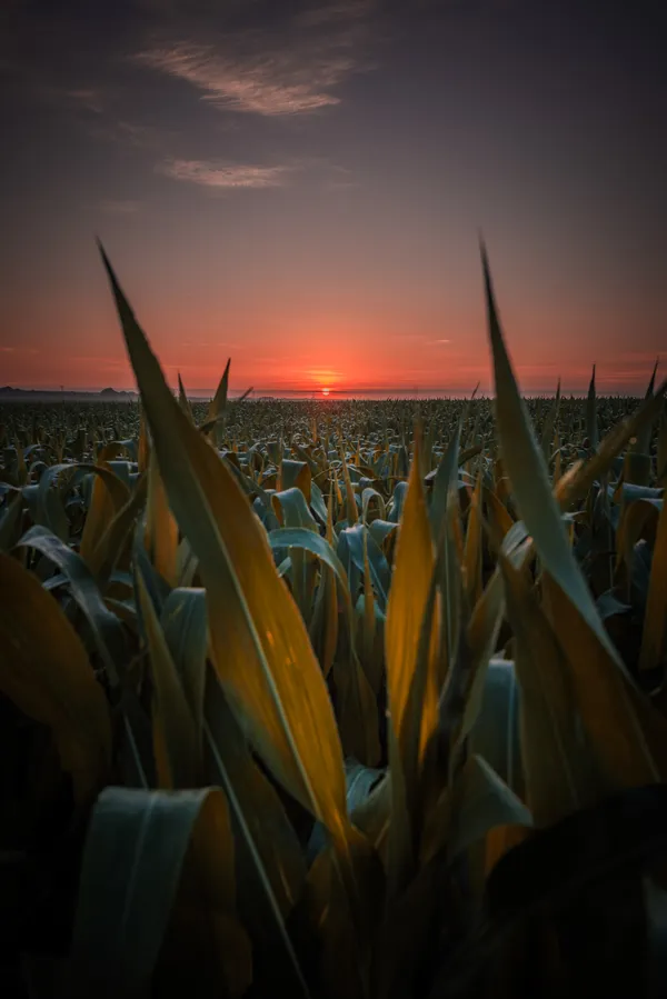 The beauty of a Nebraska Horizon . thumbnail