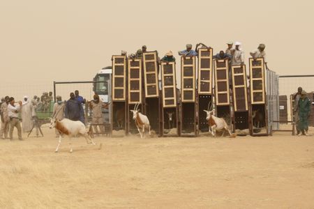 Scimitar-horned oryx being released into their holding pen in Chad last March